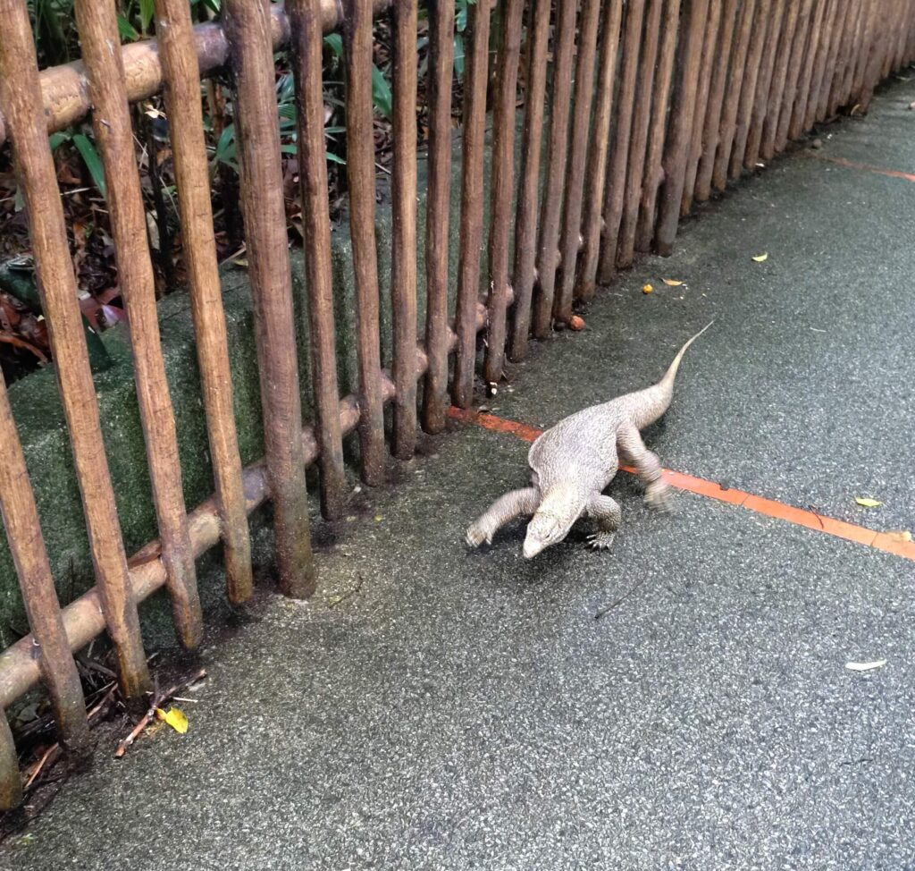 コモドオオトカゲが道路を歩いている